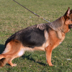 Pastore tedesco cuccioli