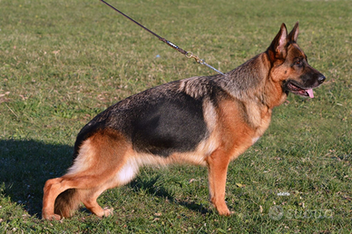 Pastore tedesco cuccioli