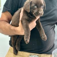 Labrador Chocolate disponibili