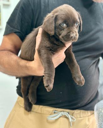 Labrador Chocolate disponibili