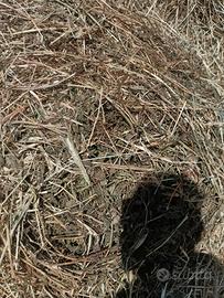 fieno sulla trifoglio e vena 