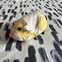 Criceti giocattolo Zhu-Zhu