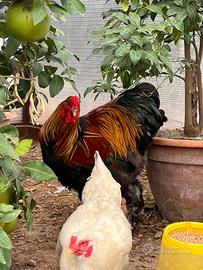 Gallo potente di brahama