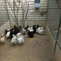 Galline morosseta