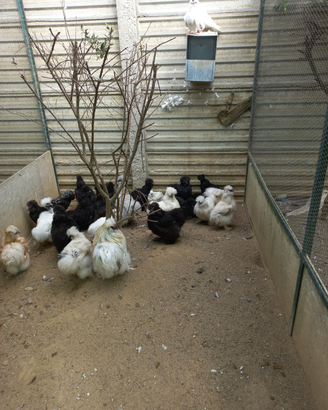 Galline morosseta