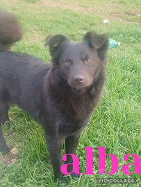 Meravigliosa cucciola cercafamiglia