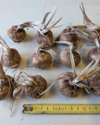 Bulbi di Zafferano (Crocus sativus) – Calibro 11+