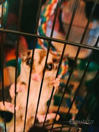 Petauro dello zucchero