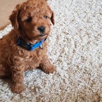 Cuccioli barboncini mini toy M e F