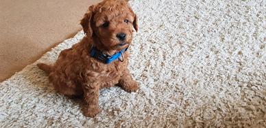 Cuccioli barboncini mini toy M e F