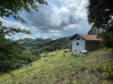 Cerco baita/rustico in montagna