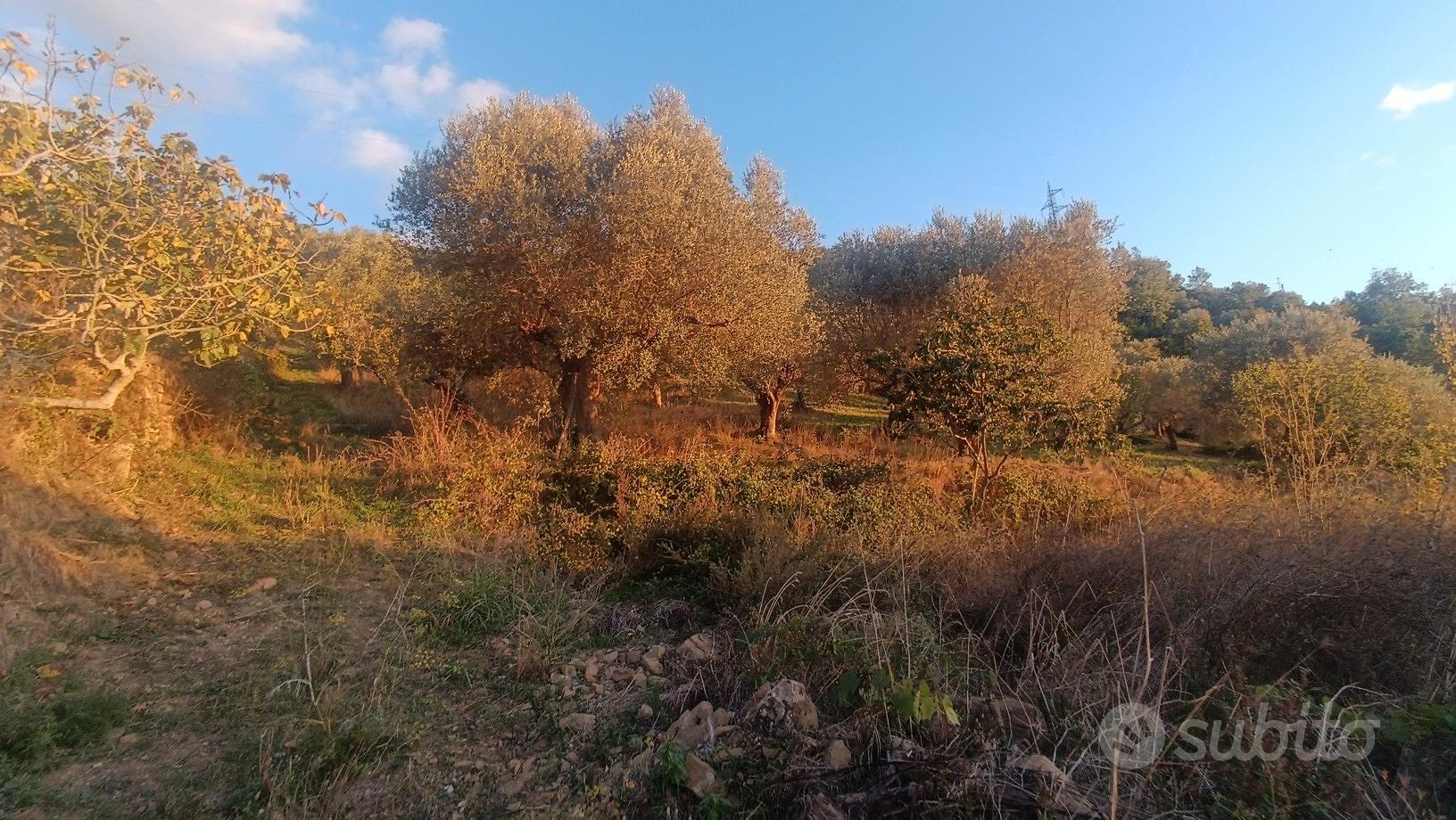 Terreno agricolo - Altro