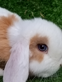 Conigli Ariete mini loop