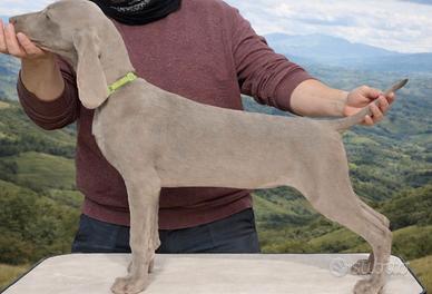 Cucciole di Weimaraner