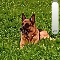 Pastore tedesco per monta