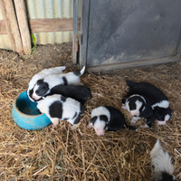 Border Collie