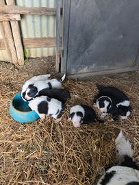 Border Collie
