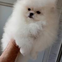 Spitz di pomerania maschi bianchi (coreani/russi)