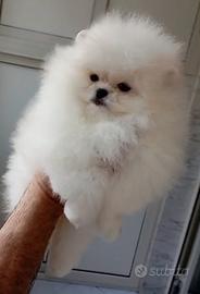 Spitz di pomerania maschi bianchi (coreani/russi)