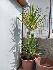 Pianta di yucca 