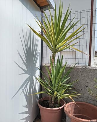 Pianta di yucca 