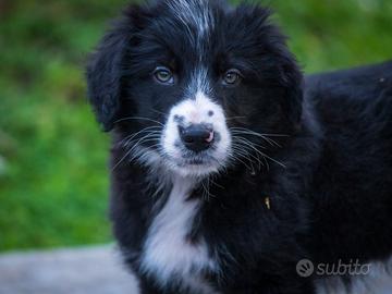 Cucciolo Golden retriever Border collie
