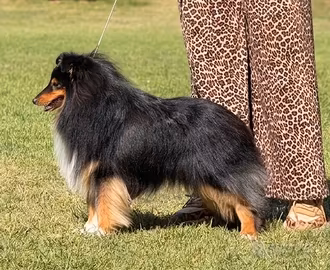 Pastore scozzese Shetland (Sheltie)