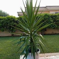 Pianta di Yucca in vaso bianco.
