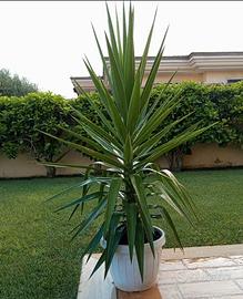 Pianta di Yucca in vaso bianco.