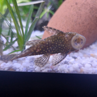 Ancistrus