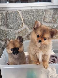 Cuccioli di Spitz Pomerania