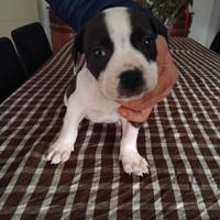 Cucciola pitbull
