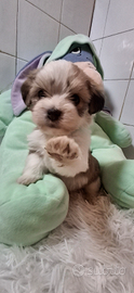 Bichon havanese pedigree enci