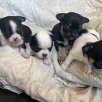 Cuccioli chihuahua con pedigree