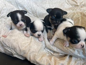 Cuccioli chihuahua con pedigree