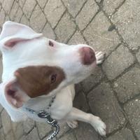 Pitbull