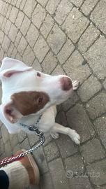 Pitbull