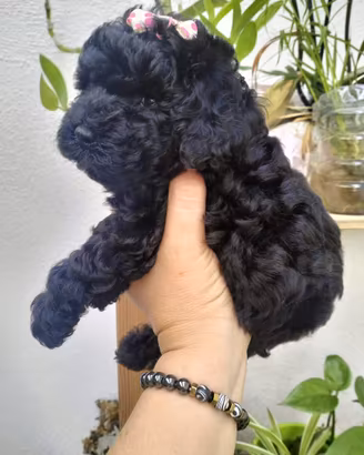 Barboncino Toy nero- pronta consegna