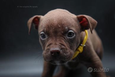 American pitbull terrier