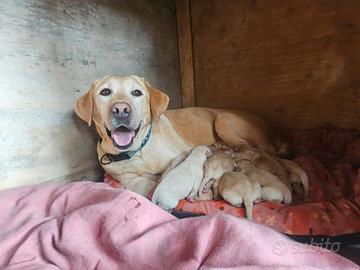 Cuccioli di Labrador