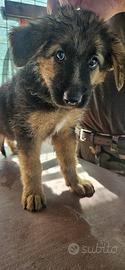 Cuccioli Pastore tedesco