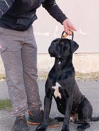 Femmina Cane Corso