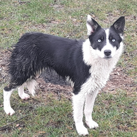 Border collie linea da lavoro