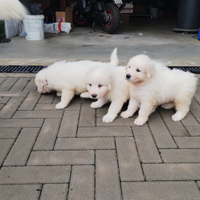 Cuccioli di Pastore Maremmano Abruzzese