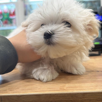 Cane maltese