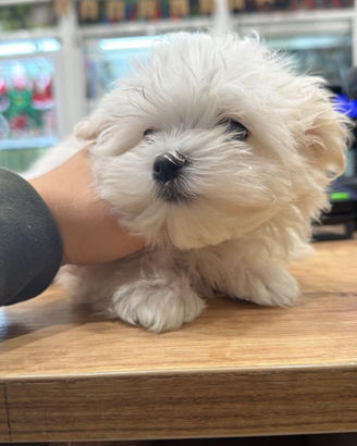 Cane maltese