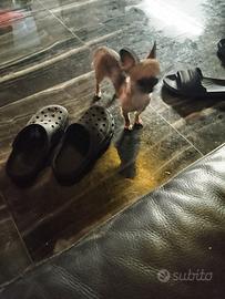 sre chihuahua mini Toy 
