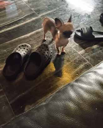 sre chihuahua mini Toy 