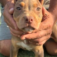 American pitbull tricolore