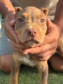American pitbull tricolore